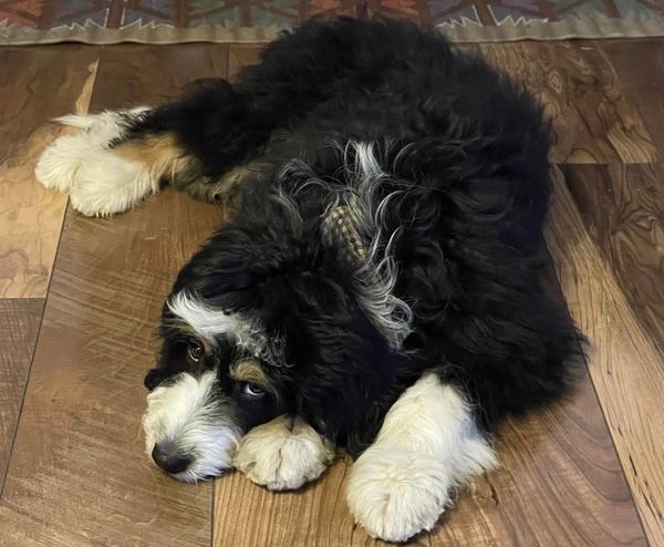 Muddy Puppy